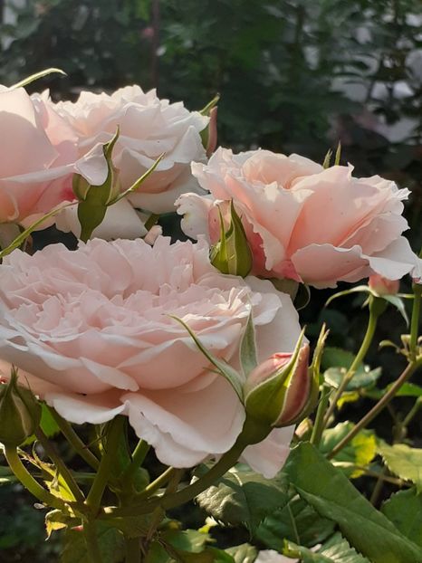  - Rose de Tolbiac