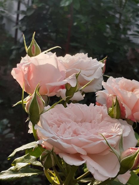  - Rose de Tolbiac