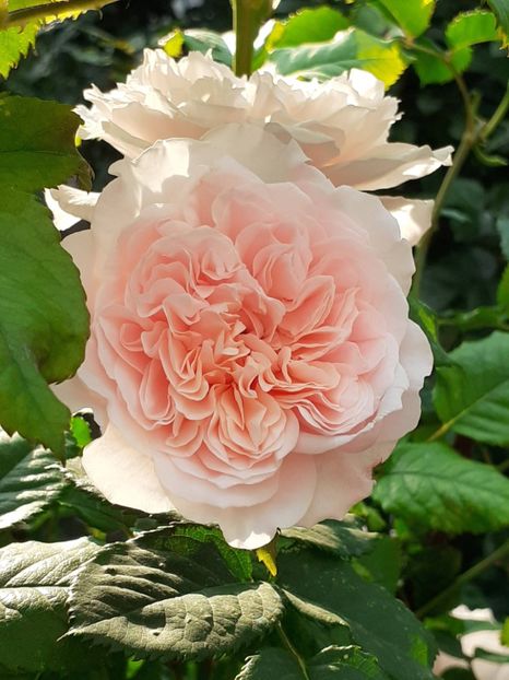  - Rose de Tolbiac