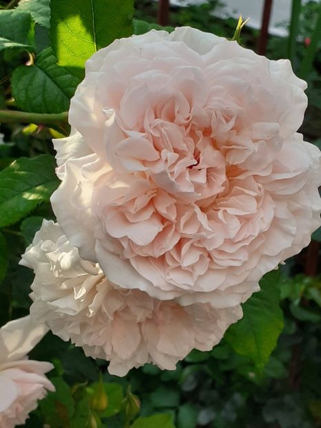  - Rose de Tolbiac