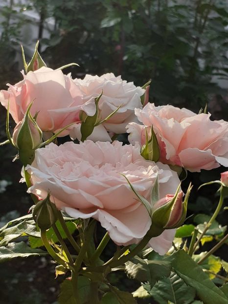  - Rose de Tolbiac