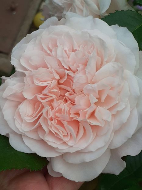  - Rose de Tolbiac