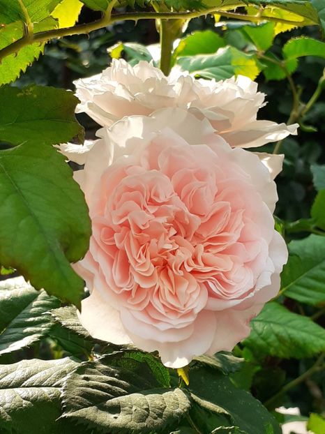  - Rose de Tolbiac