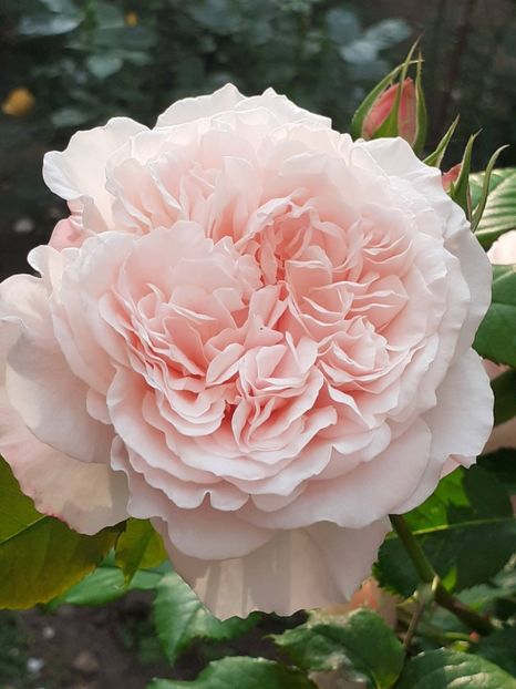  - Rose de Tolbiac