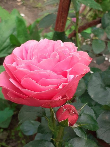 - Pink Leonardo 2021 - 2022 - 2023