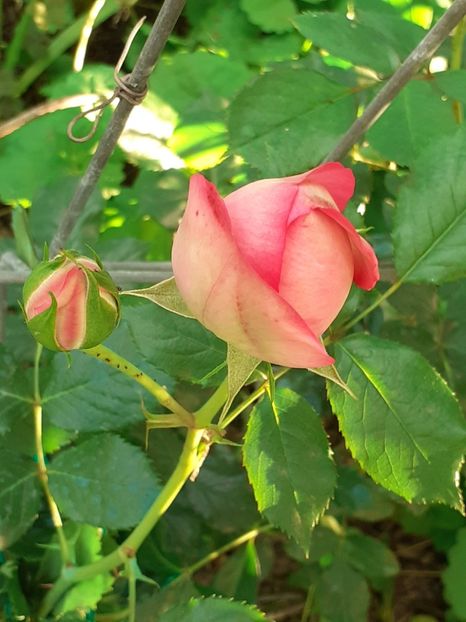  - Pink Eden Rose