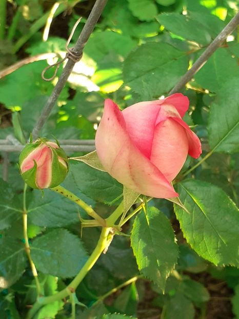  - PINK EDEN ROSE- plantat în martie 2025