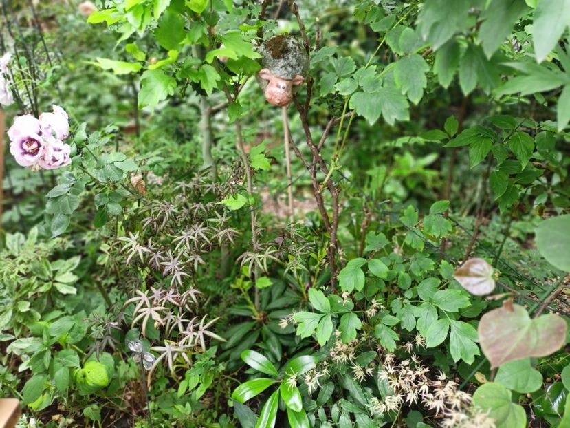  - Grădina 2025 continuare 3