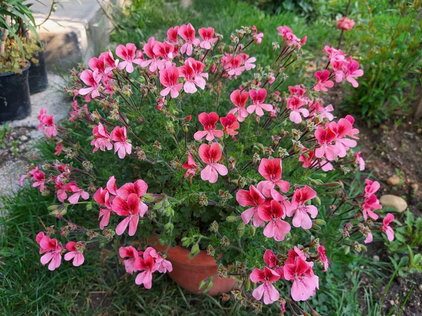 Angels Orange Eys - A-Muscate 2025