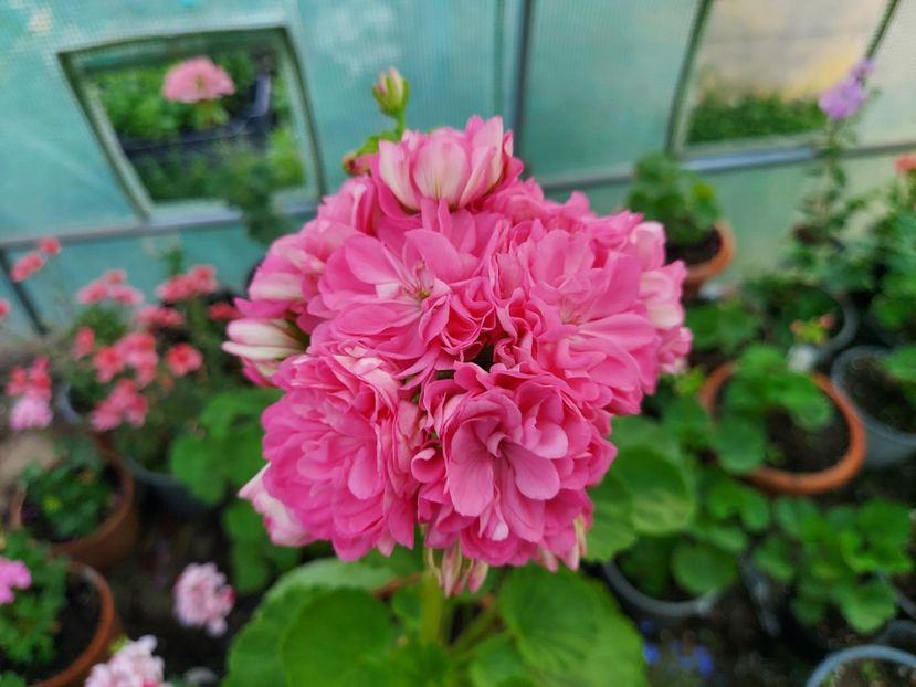 Norland - A-Muscate 2025