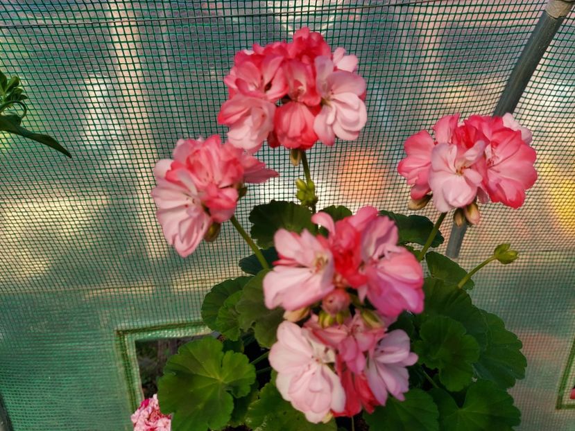 Friob Woods - A-Muscate 2025