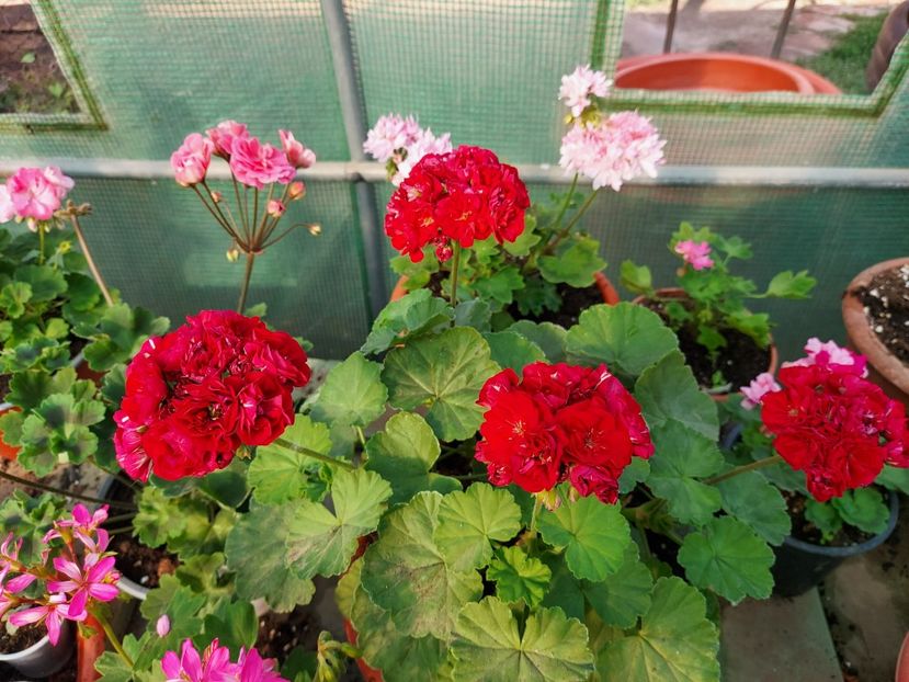 Ungarisk Apleblossom - A-Muscate 2025