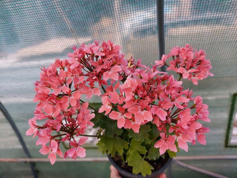 Din seminte - A-Muscate 2025