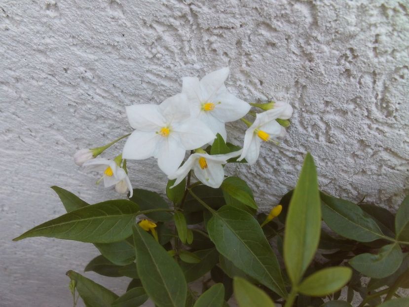 Solanum jasminoides - 2025
