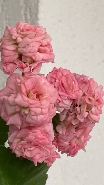  - Grainger_s Antigue Rose