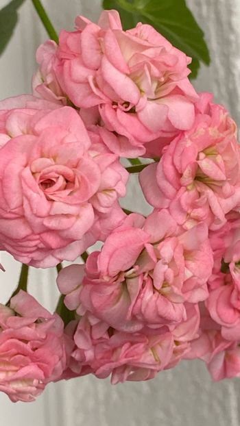  - Grainger_s Antigue Rose