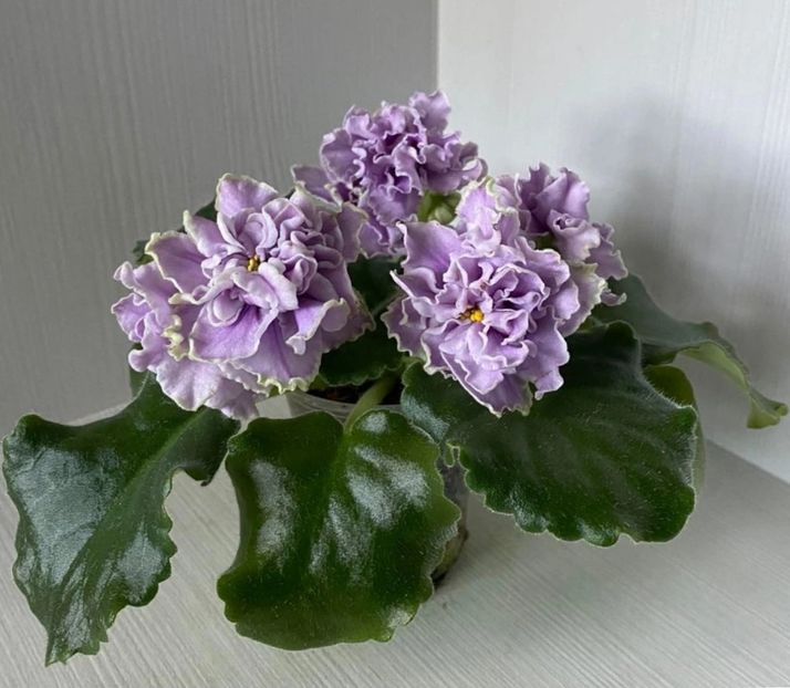 Poză net - AV Damasskaya Rosa