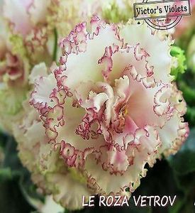 Poză net - LE Roza Veteov