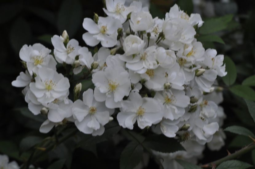 _DSC0004 - ANUL 2025