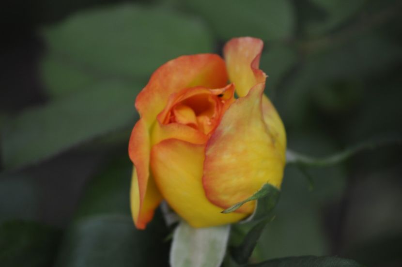 _DSC0025 - ANUL 2025