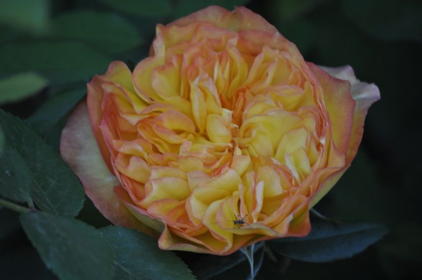 _DSC0259 - ANUL 2025