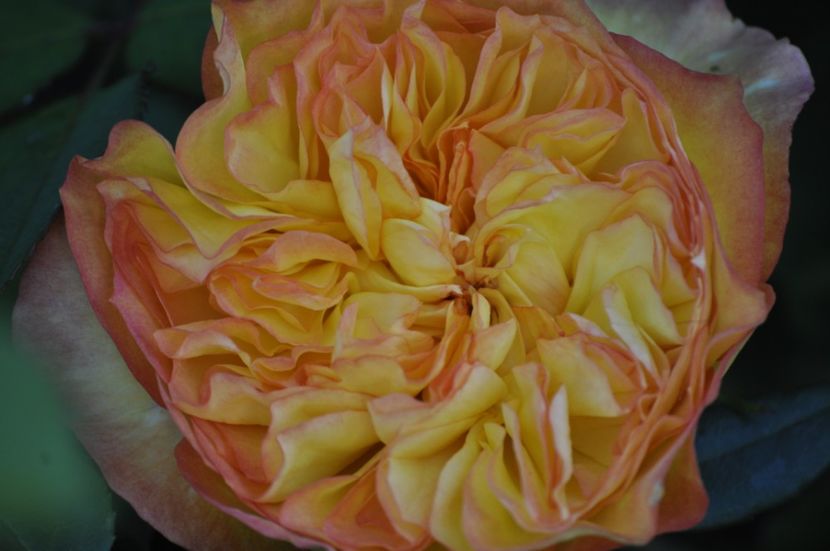 _DSC0262 - ANUL 2025