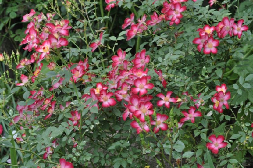 Multumiri - ANUL 2025