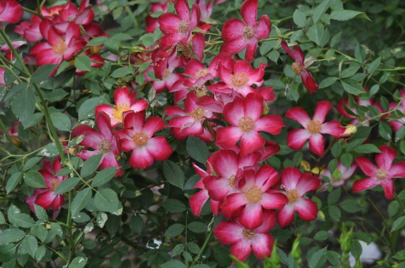 _DSC3892 - ANUL 2025