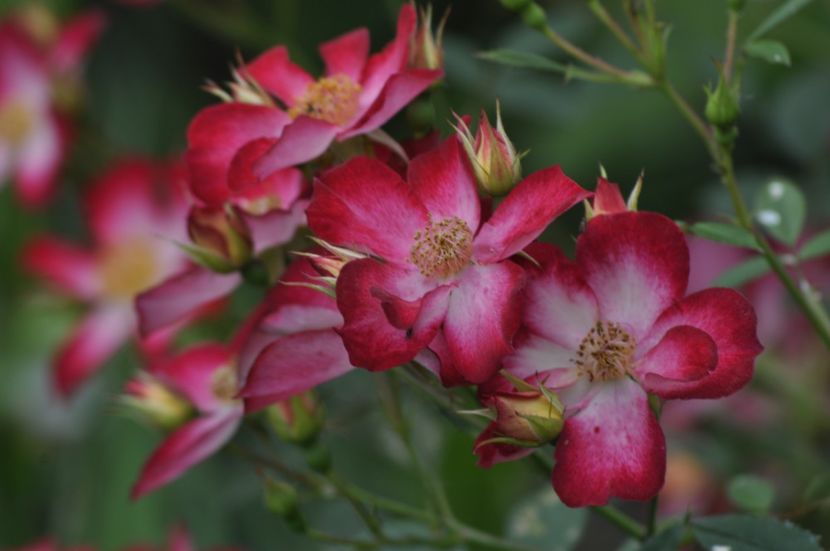 _DSC3893 - ANUL 2025