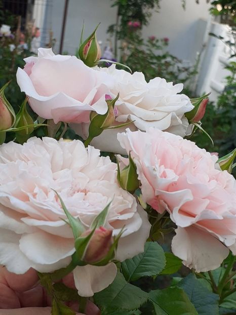  - Rose de Tolbiac