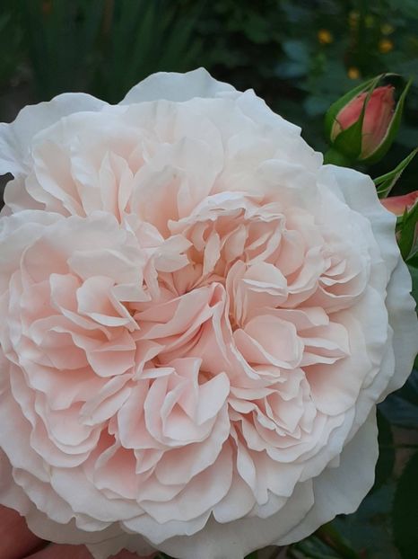 - Rose de Tolbiac
