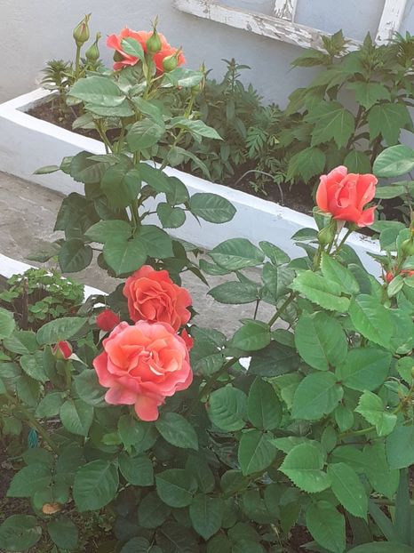  - Caffe - Easy Does It - Rapsody in Blue