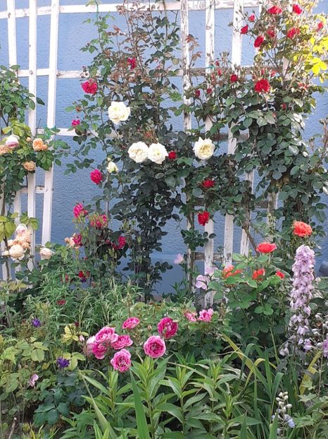  - 01 TRANDAFIRI 2025