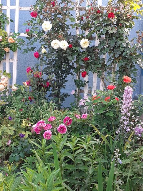  - 01 TRANDAFIRI 2025