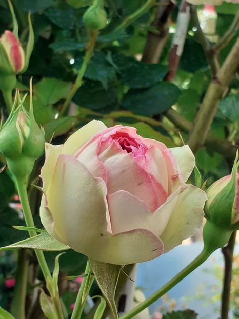  - Eden Rose 2024_ 2025