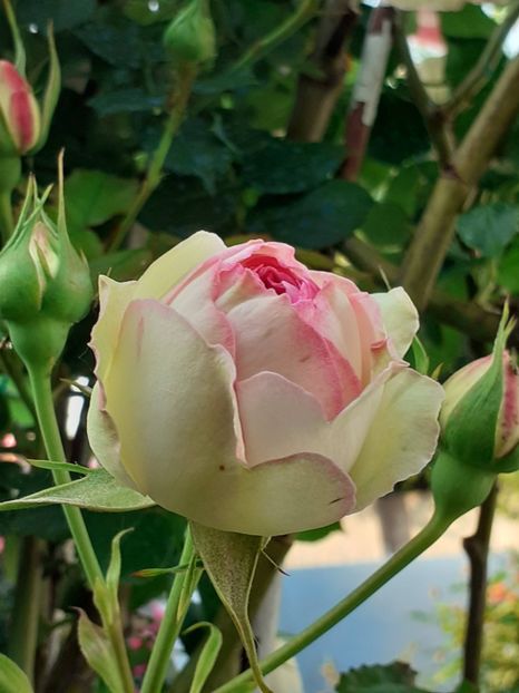  - Eden Rose 2024_ 2025