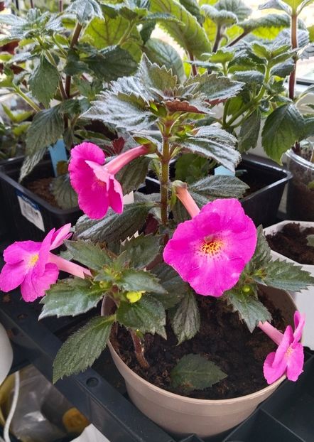  - 2025-BriD s Pink Lily