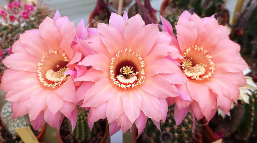 Echinopsis hb Spring Blush - Echinopsis hb Spring Blush