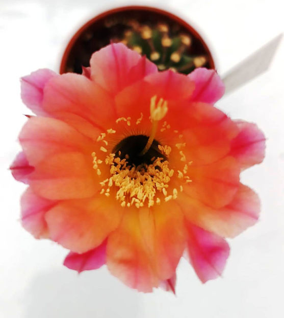 Echinopsis Panarotto - Echinopsis Panarotto gg