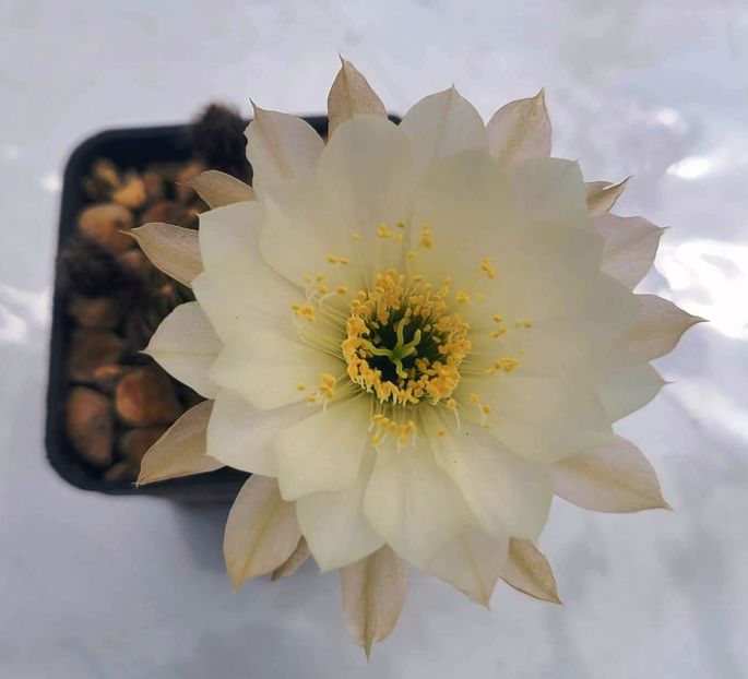 Lobivia MP 16 - 10 lei - 00-DISPONIBIL PLANTE 2025 - cactusi - suculente - plante tropicale