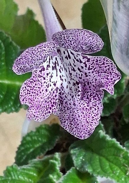 Mulțumesc Mădălina  Voinea - STREPTOCARPUS
