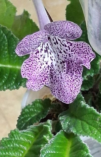  - STREPTOCARPUS