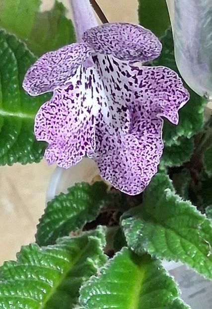  - STREPTOCARPUS