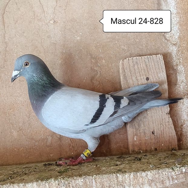 Mascul 24-828 - Porumbei vanduti