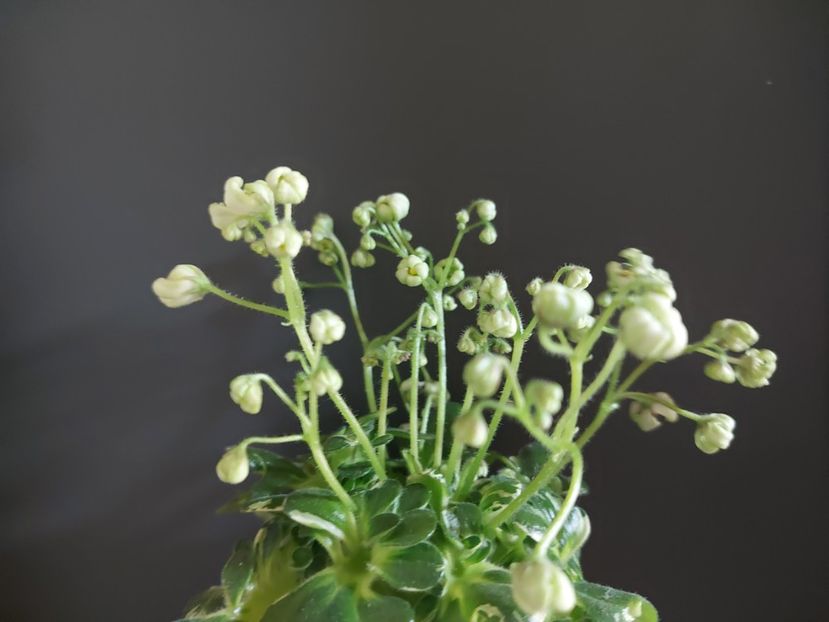  - Violeta Senk s Green Goddess