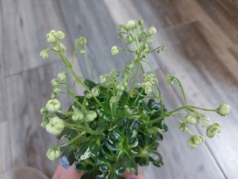  - Violeta Senk s Green Goddess