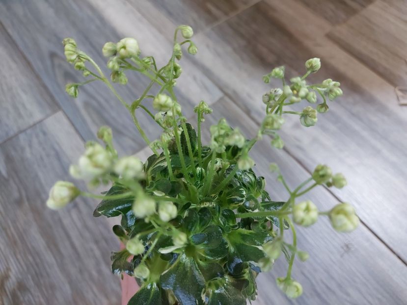  - Violeta Senk s Green Goddess