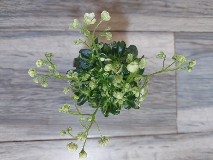  - Violeta Senk s Green Goddess