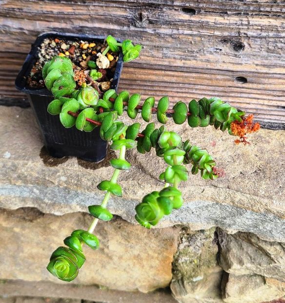 Crassula x Rupestris F. Marnieriana Hotentot - 5 lei - 00-DISPONIBIL PLANTE 2025 - cactusi - suculente - plante tropicale