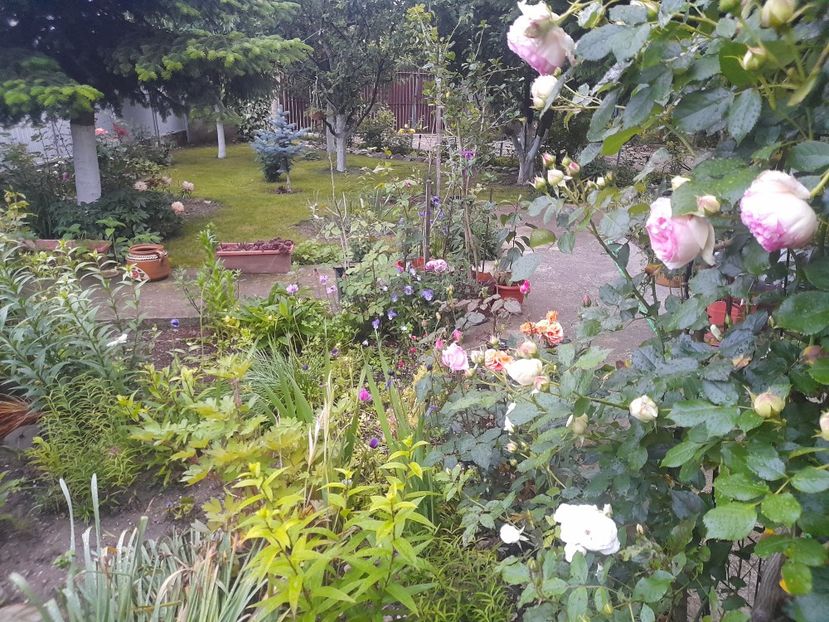  - 1111 Bucurii florale 2025